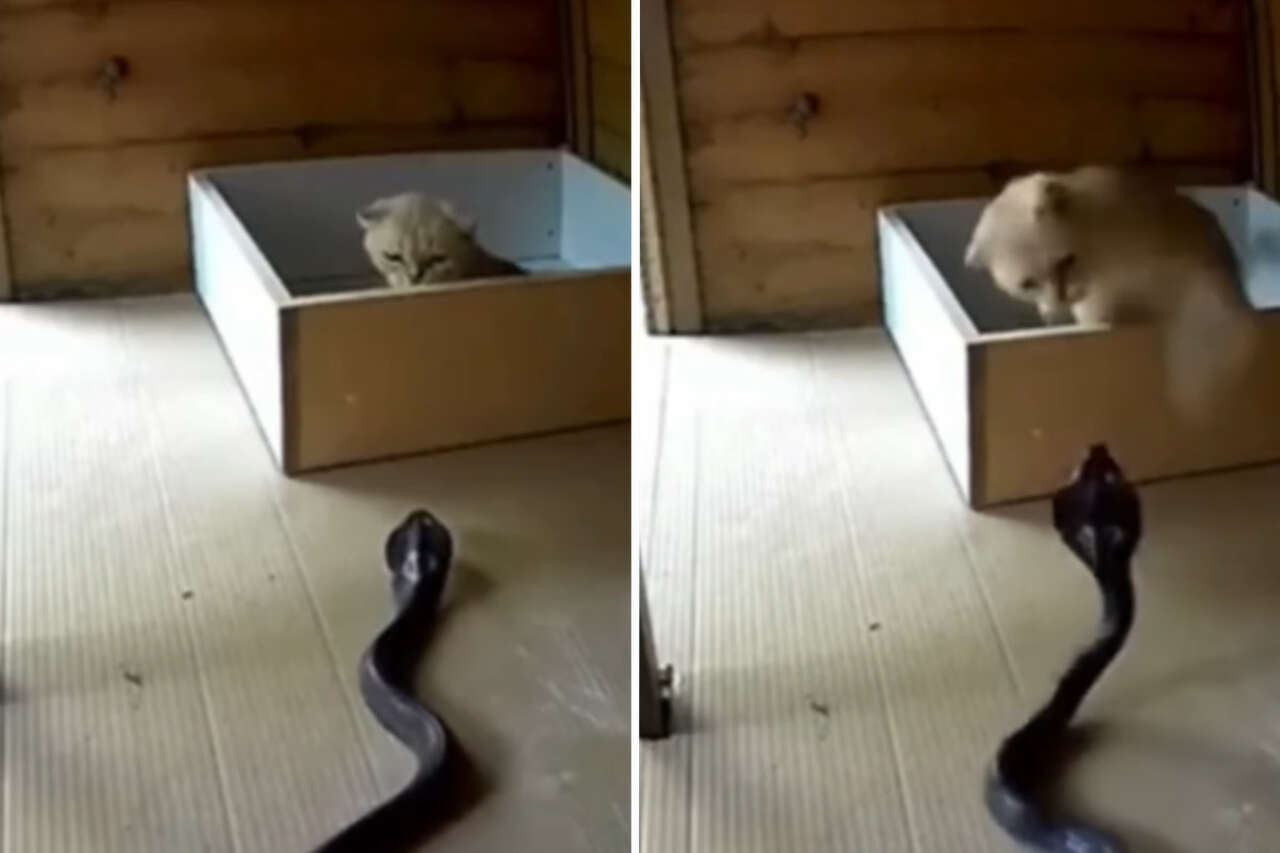 Compilação de vídeos mostra gatos e cobras em duelos mortais