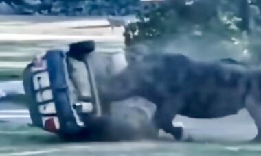 Imponerande video: noshörning förstör bil med människor inuti. Foto: Reproduktion Instagram