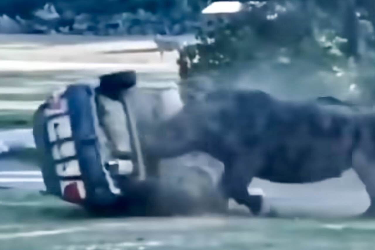 Imponerande video: noshörning förstör bil med människor inuti. Foto: Reproduktion Instagram