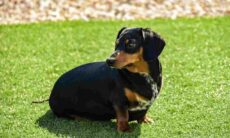 Taxhundar kan bli förbjudna i Tyskland. Foto: Reproduktion Izumi/Unsplash