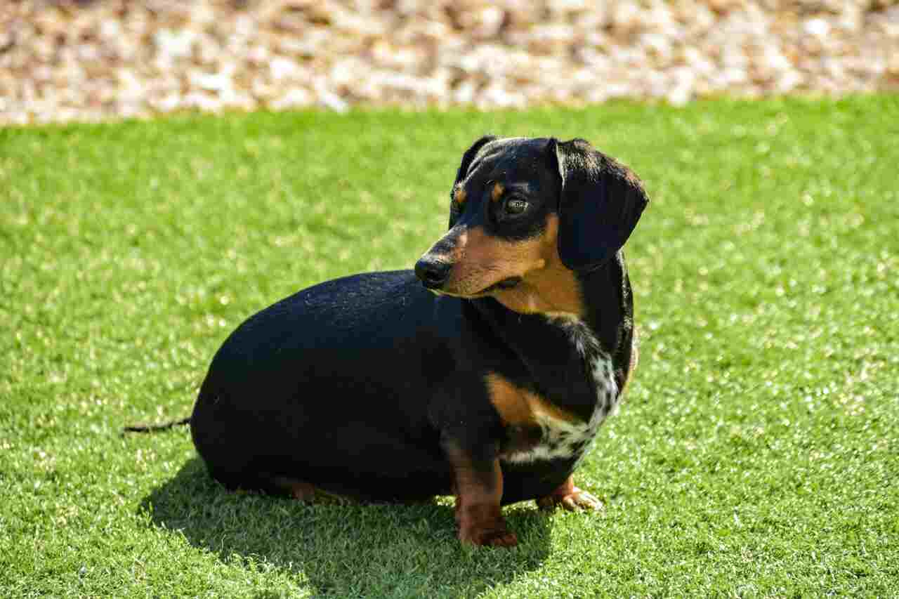 Cães da raça dachshund podem ser banidos na Alemanha; entenda