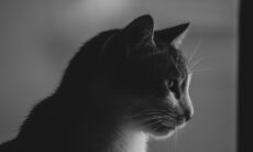 Gato cai em tanque de líquido tóxico, sobrevive e aterroriza população de cidade japonesa