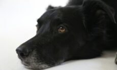 Kolla in allt du behöver veta om eutanasi av hundar och katter. Foto: Neil Fedorowycz | Unsplash