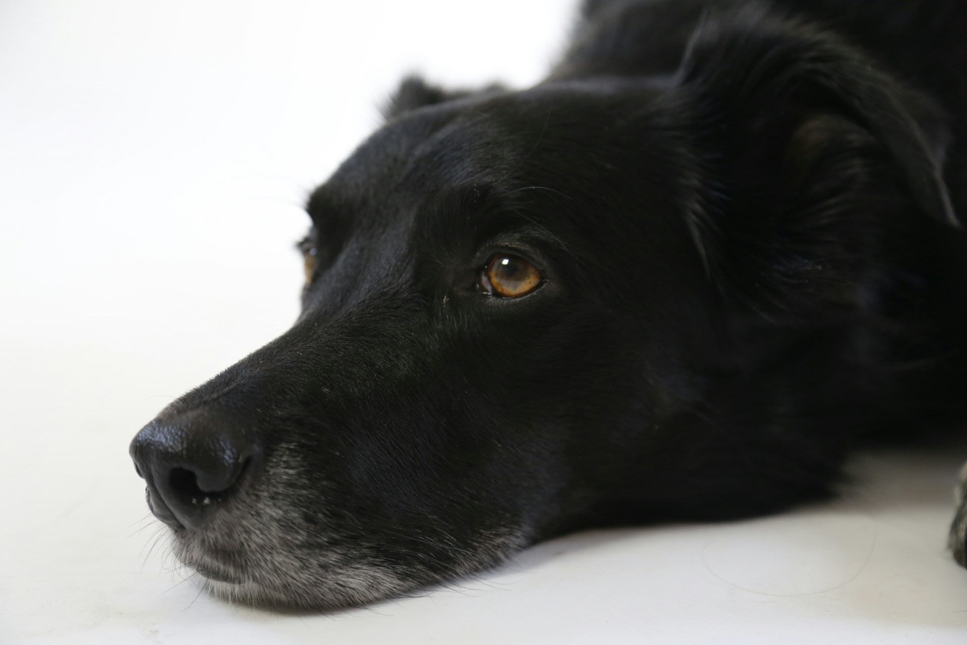 Scopri tutto ciò che devi sapere sull'eutanasia di cani e gatti. Foto: Neil Fedorowycz | Unsplash