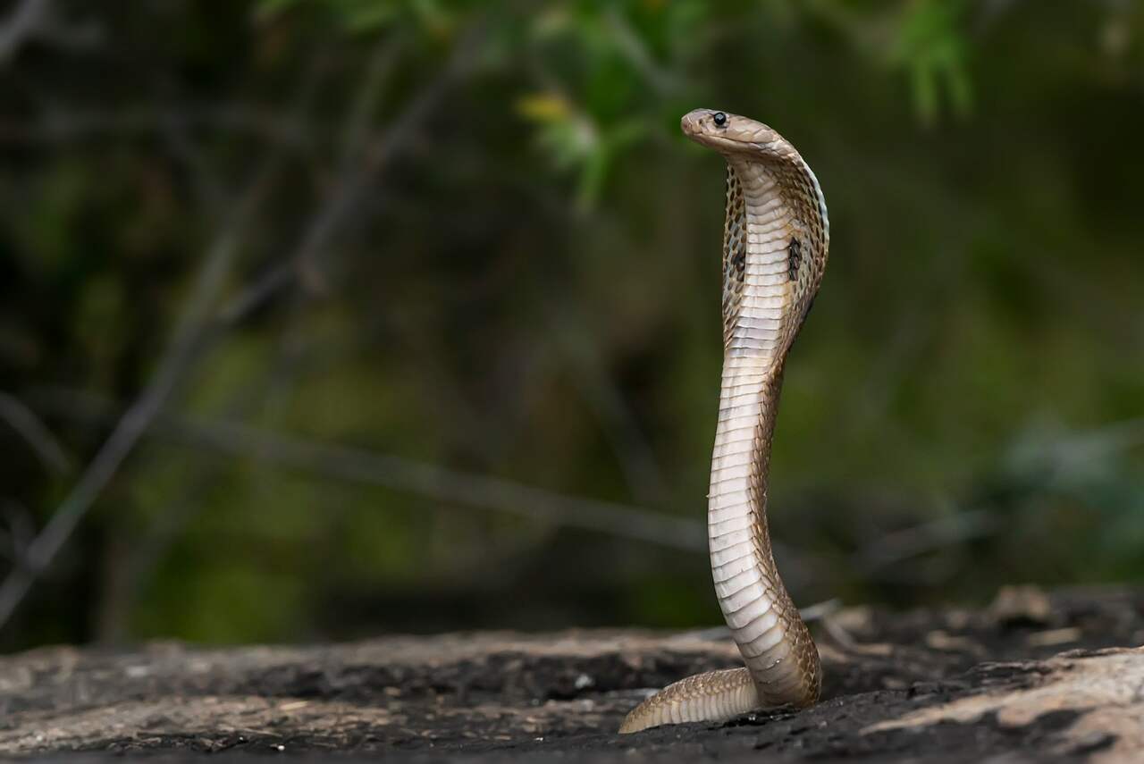 5-åringens helse forverres etter at han stekte og spiste en død slange