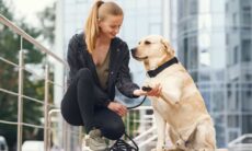 Saiba quando é a hora de providenciar um adestrador para o seu pet