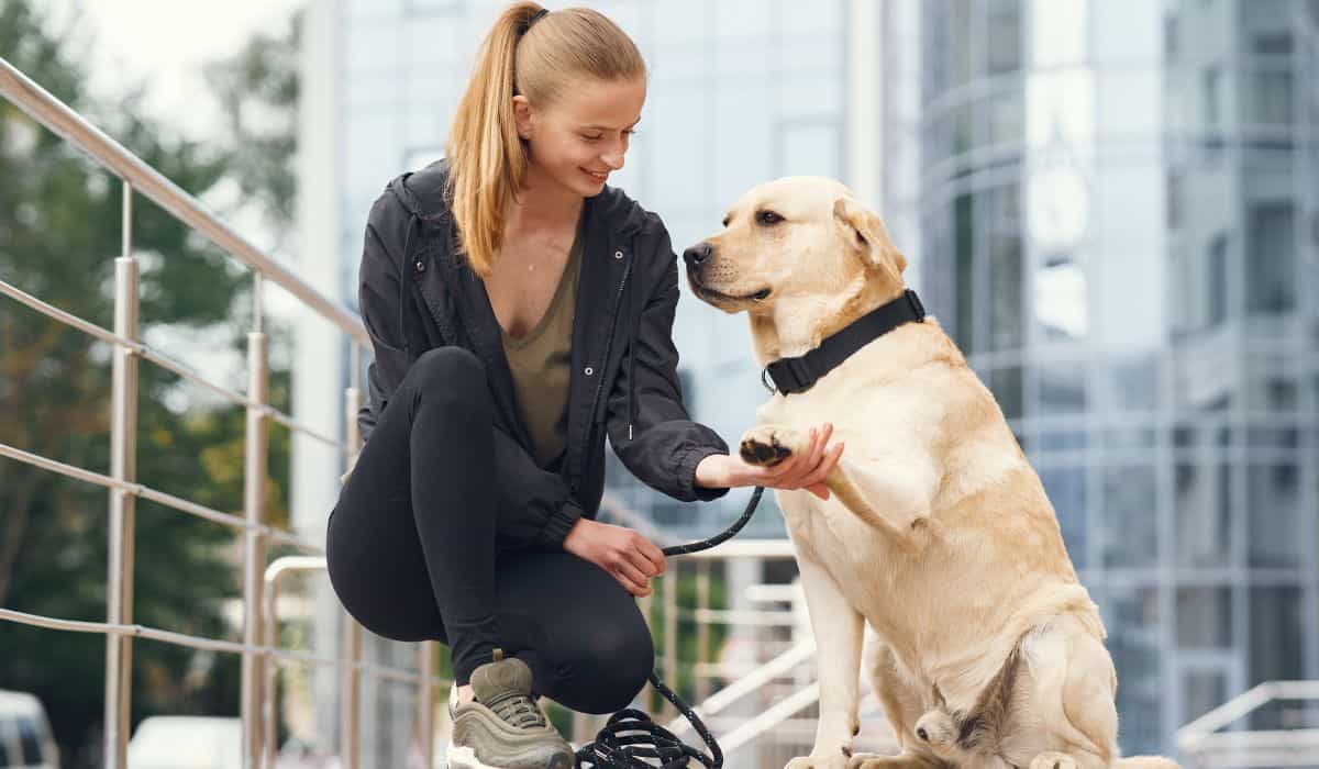Learn when it's time to get a trainer for your pet