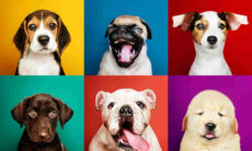 De mest populära hundraserna i USA, enligt undersökning. Foto: Reproduktion Freepik rawpixel.com