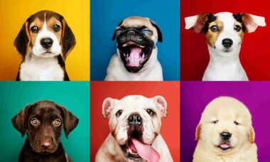 De mest populära hundraserna i USA, enligt undersökning. Foto: Reproduktion Freepik rawpixel.com