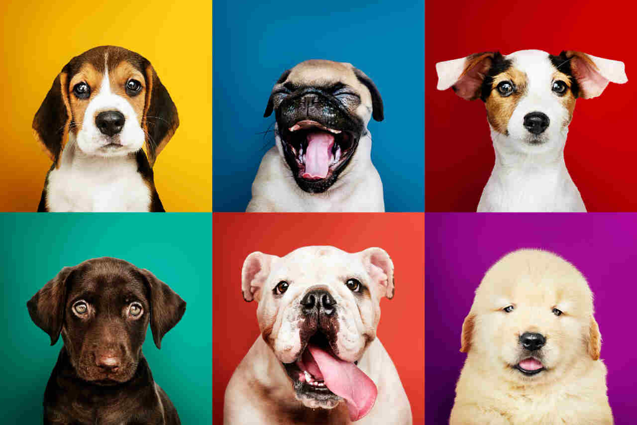 Le razze di cani più popolari negli Stati Uniti, secondo una ricerca. Foto: Riproduzione Freepik rawpixel.com
