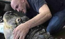 Jacaré de 340 quilos era mantido como pet e nadava com crianças nos EUA