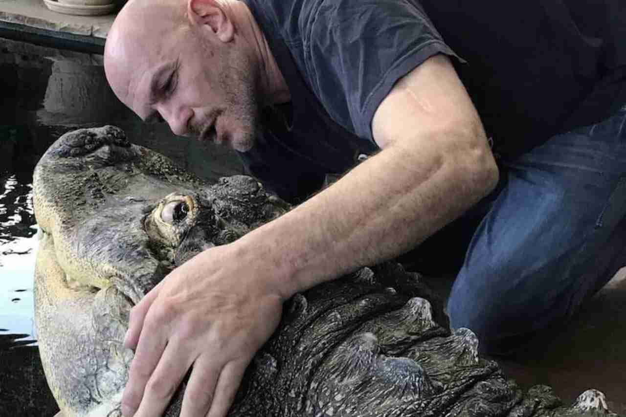 Alligator på 340 kilo ble holdt som kjæledyr og svømte med barn i USA