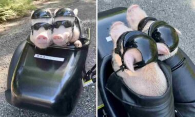 Pop och Penn, grisarna som älskar att åka motorcykel, förtrollar alla. Foto: Reproduktion Instagram