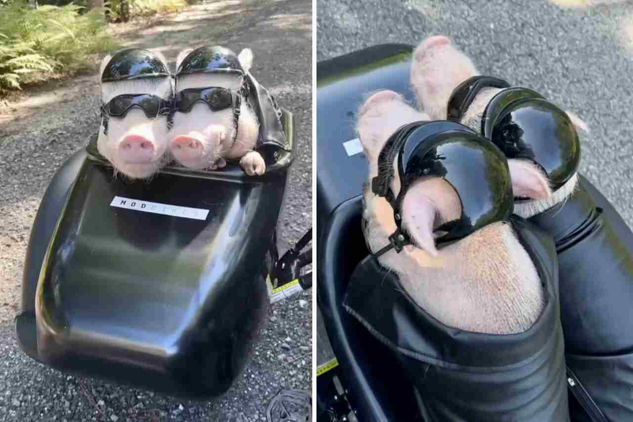 Vídeo hilário: conheça Pop e Penn, os porquinhos que adoram passear de moto