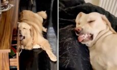 Hundar som sover i konstiga positioner. Foto: Instagram reproduktion