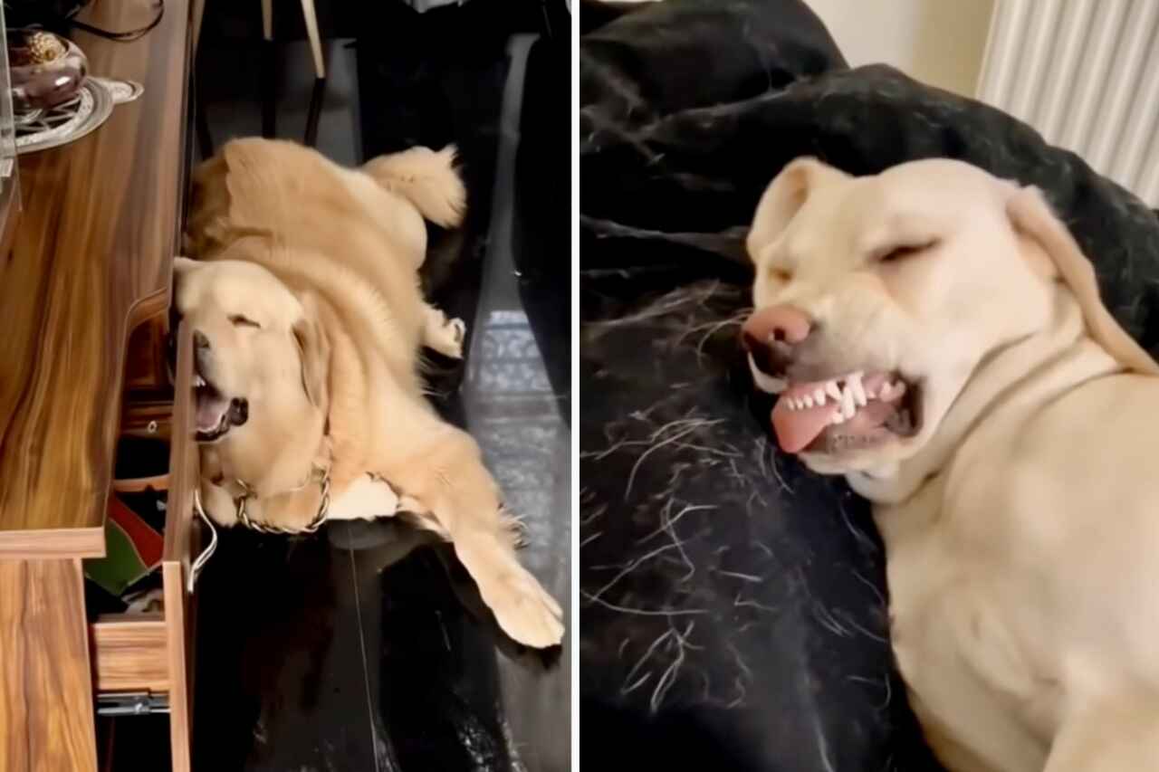 Hunder som sover i merkelige stillinger. Foto: Instagram-reproduksjon