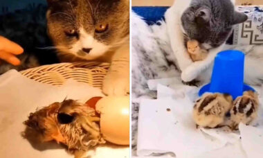 Vídeo fofo: gata afetuosa choca ninhada de pintinhos e cuida das aves até a idade adulta