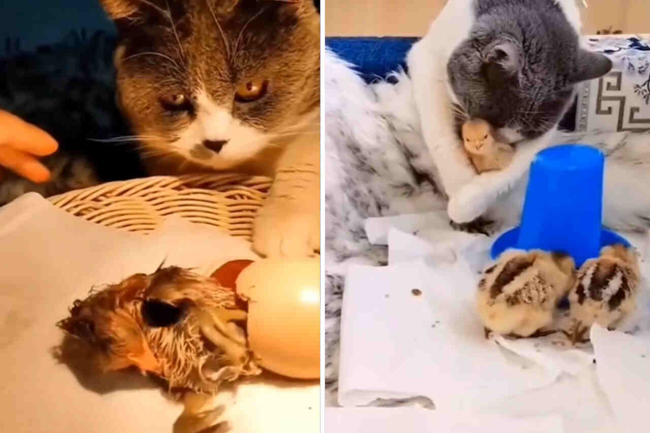 Video adorabile: gatta affettuosa cova covata di pulcini e si prende cura degli uccelli fino all'età adulta