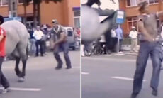 Burros, cavalos e até camelos: vídeo hilário e doloroso registra um festival de coices