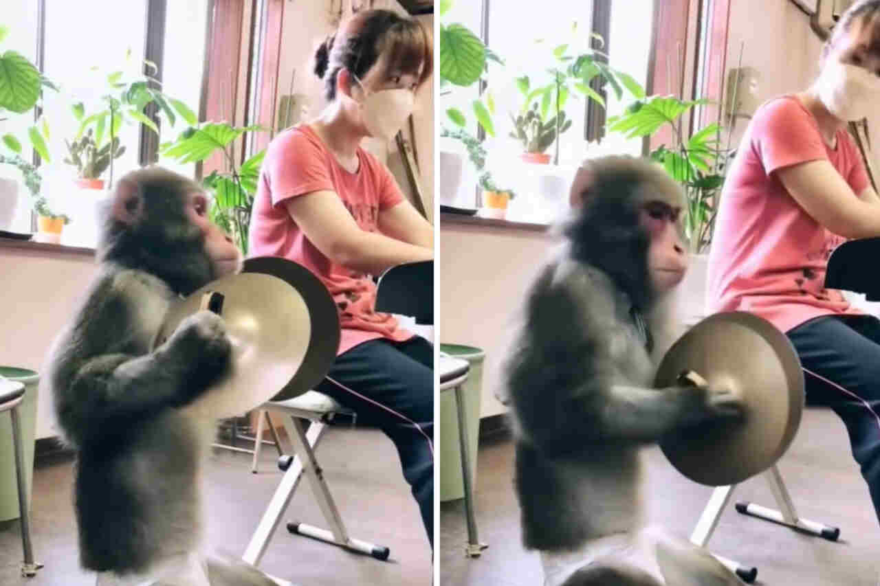 Una scimmia talentuosa impartisce lezioni di ritmo. Foto: Riproduzione Instagram