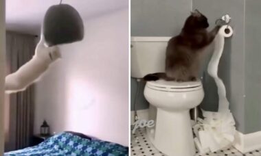 Vídeo hilário: compilação registra gatos em situações bizarras
