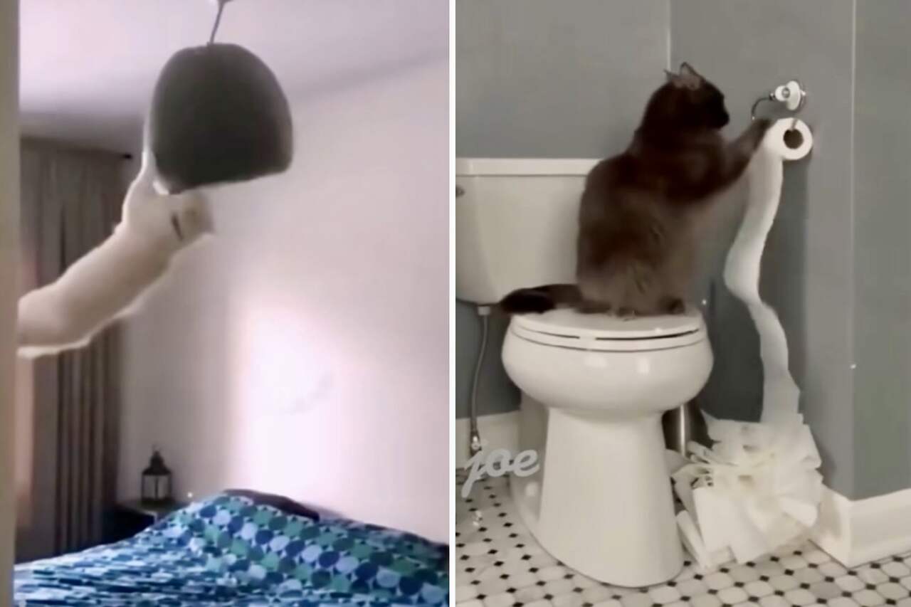 Hilarious video: compilation captures cats in bizarre situations