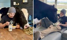 Förstå hur vardagen ser ut för någon som har en tjur som husdjur. Foto: Reproduktion Instagram