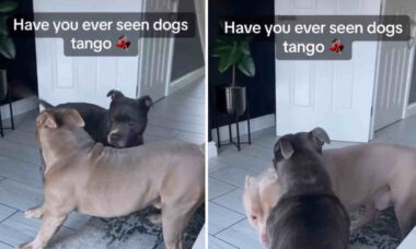 Schauen Sie sich die bezaubernden Hunde an, die Tango wie Profis tanzen. Foto: Wiedergabe Instagram