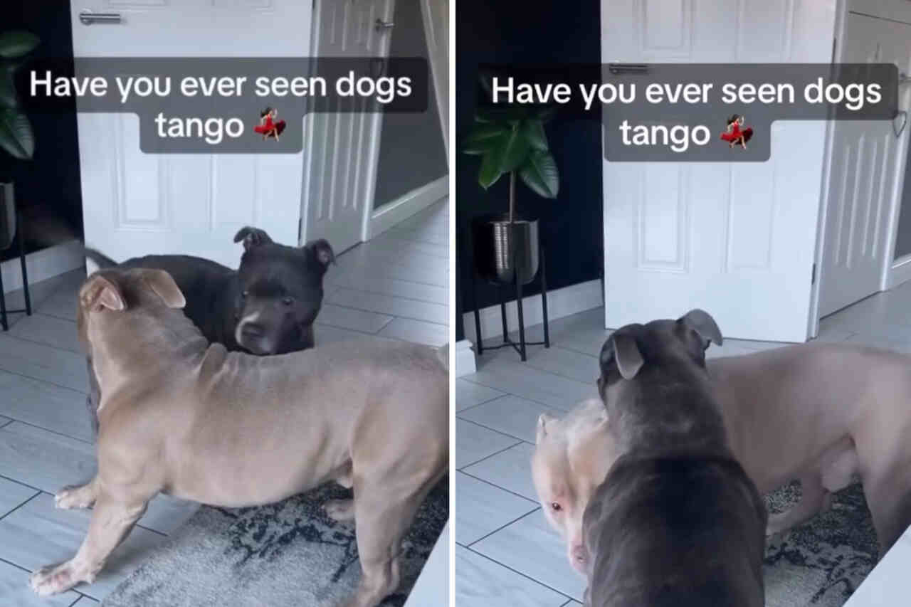 Check out the adorable dogs dancing tango like pros. Photo: Reproduction Instagram