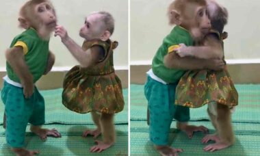 Detta söta par av apor kommer att värma ditt hjärta. Foto: Instagram Reproduktion