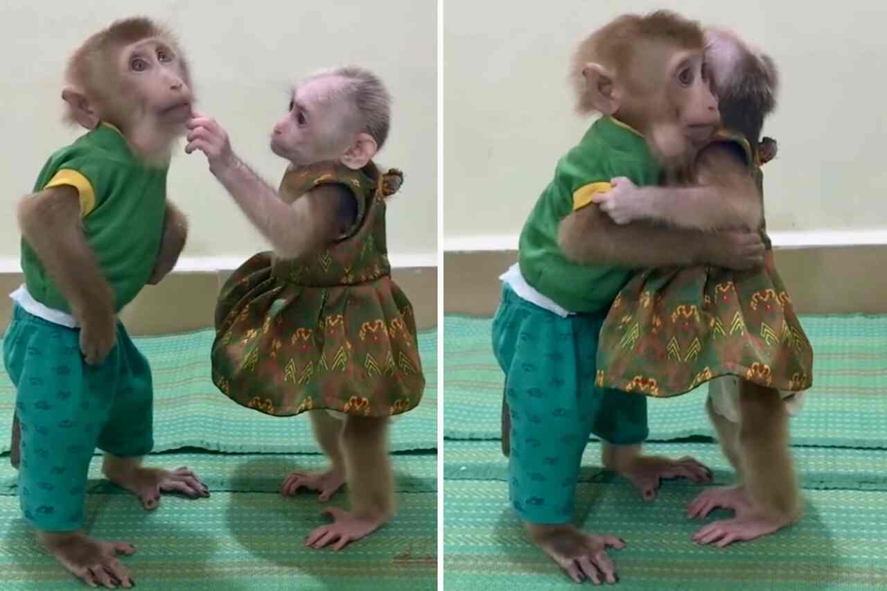 Dette søde par af aber vil varme dit hjerte. Foto: Reproduktion Instagram
