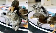 En busig anka gör livet svårt för en grinig katt. Foto: Reproduktion Instagram