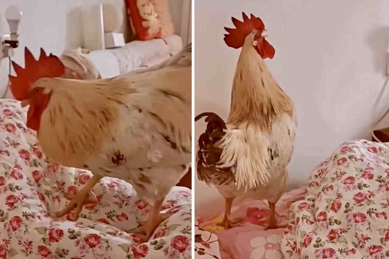 Video esilarante: il gallo prende troppo sul serio il suo ruolo di sveglia