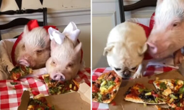 Söthetsvarning: grisar och en mops sitter vid bordet och delar flera pizzor. Foto: Reproduktion Instagram