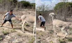 Vídeo hilário: homem imprudente inferniza jumento bravo e recebe o troco