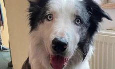 Messi, o cachorro que estrela 'Anatomia de uma Queda', não irá ao Oscar