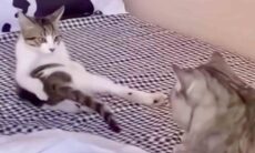 Vídeo hilário: conheça a gata mais sedutora do mundo