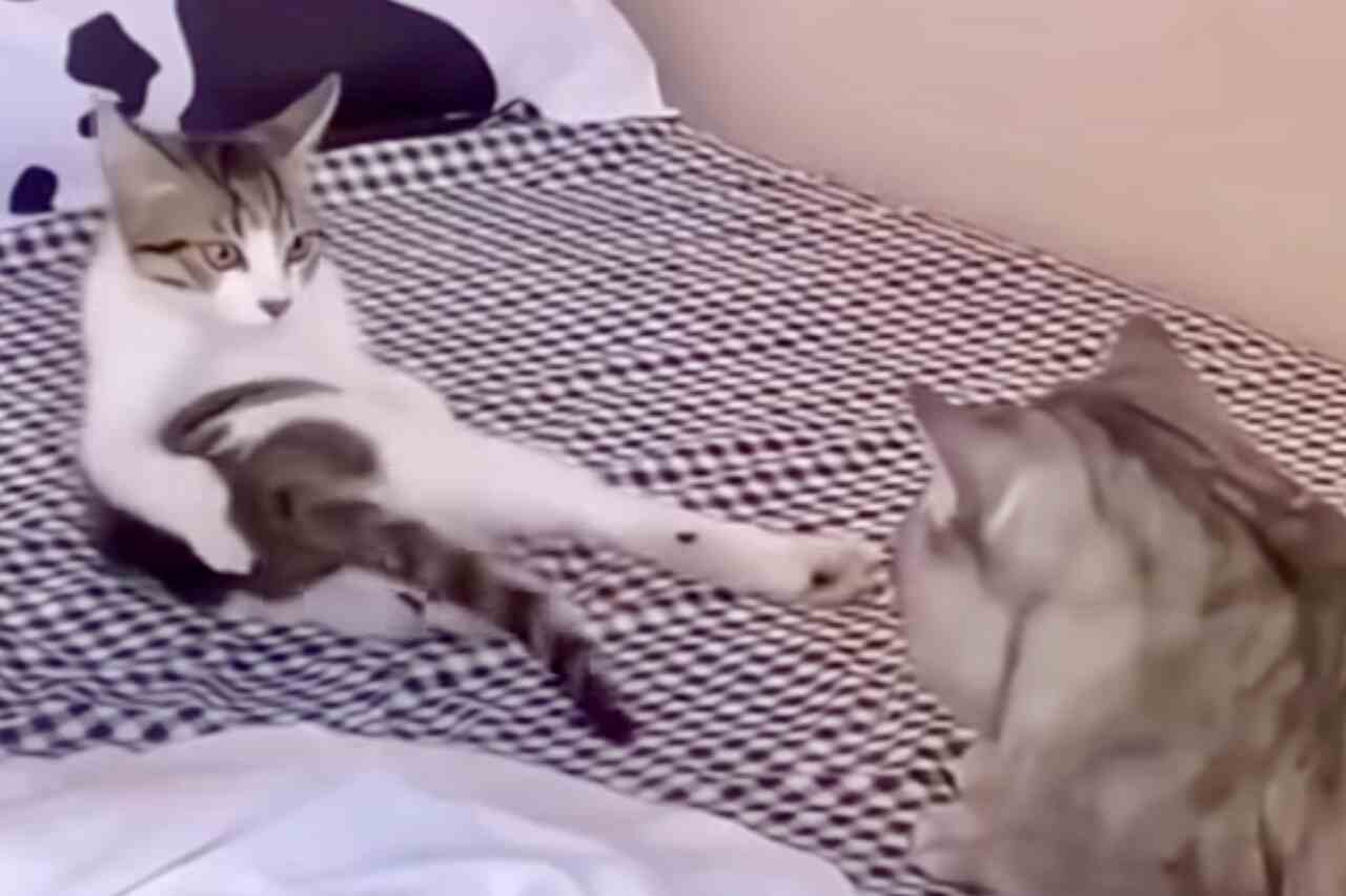 Grappige video: ontmoet de meest verleidelijke kat ter wereld