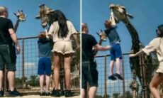 Vídeo hilário: tente não rir com as aventuras desses bichos trapalhões