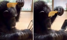 Vídeo hilário: macaco extremamente vaidoso ajusta o penteado