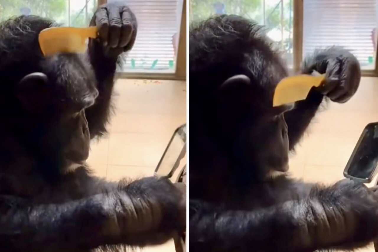 Video divertentissimo: scimmia estremamente vanitosa aggiusta l'acconciatura