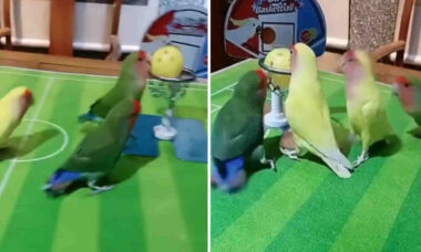 Vídeo incrível: pássaros disputam acirrada partida de basquete