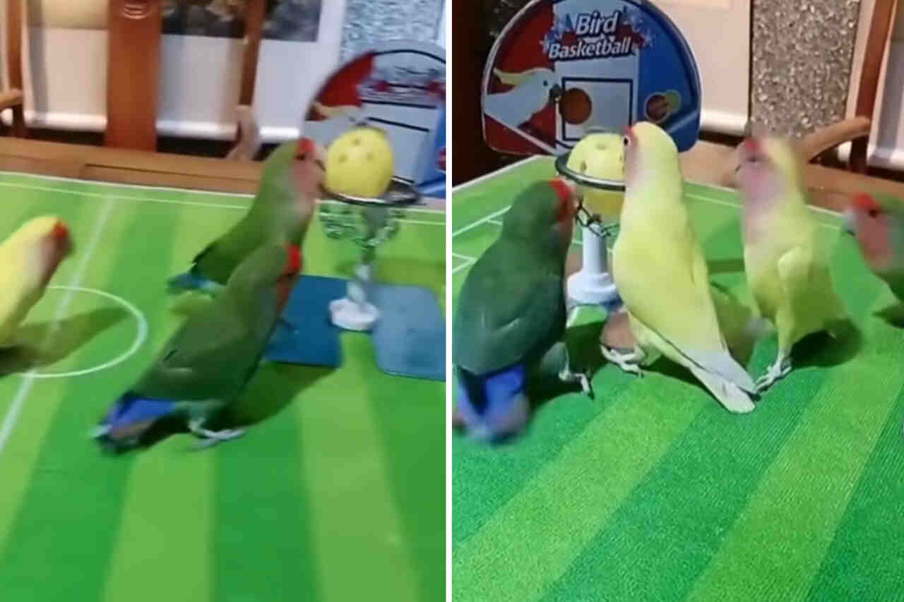 Ongelooflijke video: vogels spelen een spannende basketbalwedstrijd