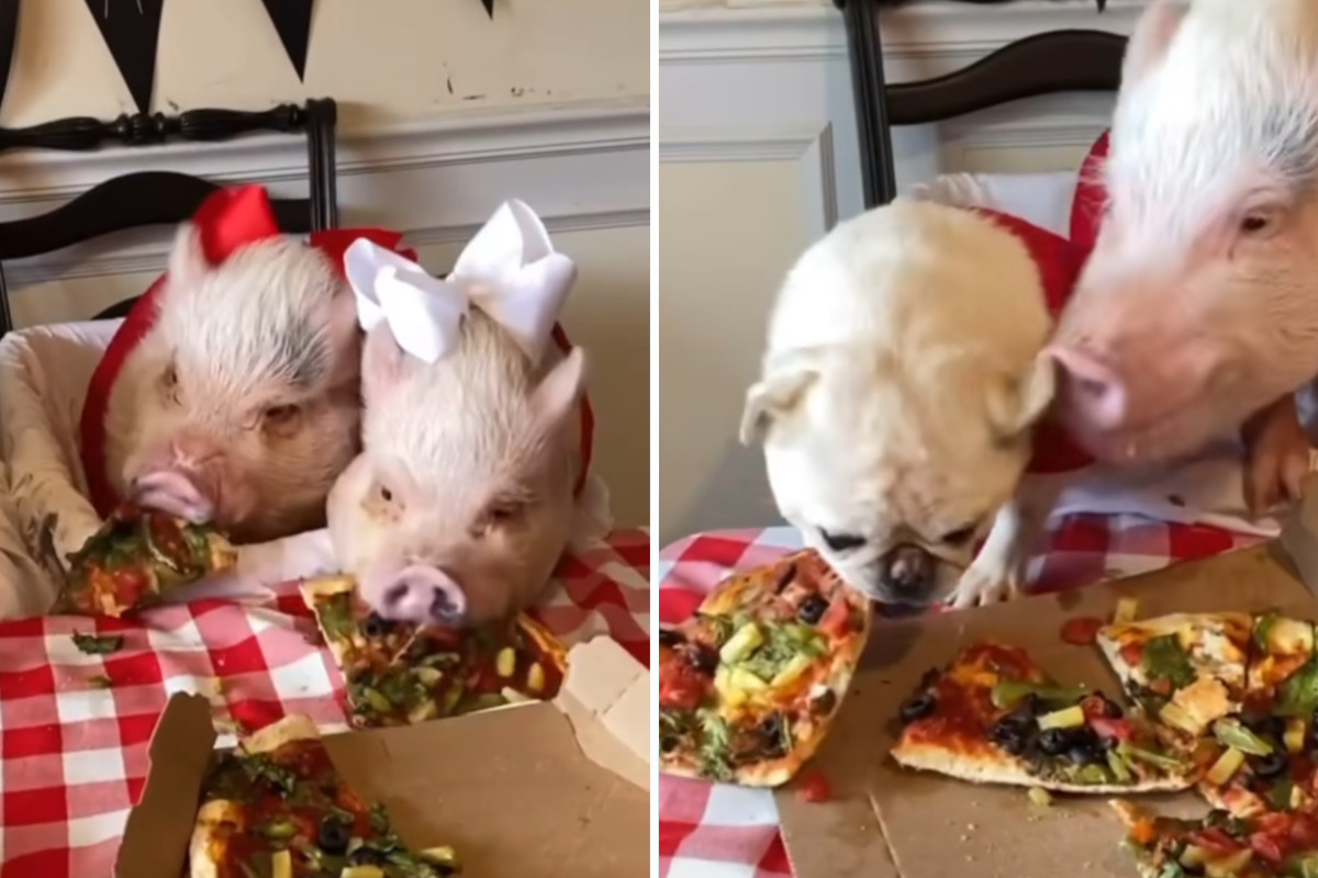 Allarme tenerezza: maiali e un carlino sono seduti al tavolo, condividendo diverse pizze. Foto: Riproduzione Instagram