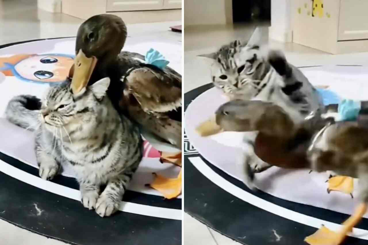 Vídeo hilário: pato pentelho inferniza a vida de gato nervoso