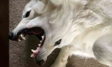 Foto de cachorro com 'duas cabeças' intriga a internet