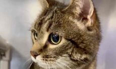 Após 10 anos juntos, dona devolve gato a abrigo e motivo desperta ira nas redes