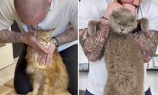 Quiropraxia para gatos vira febre nas redes; entenda