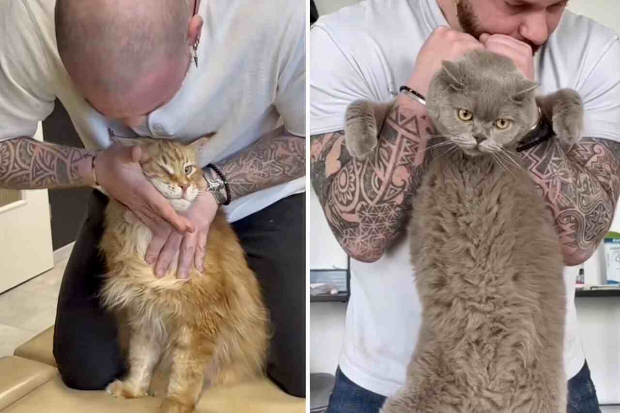 Kiropraktikk for katter blir en trend på sosiale medier; forstå hvorfor
