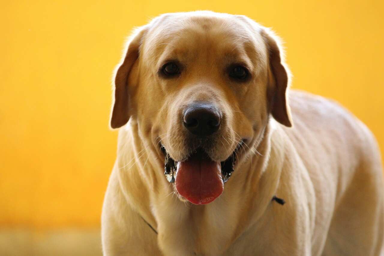 Does your Labrador eat non-stop? Science has found a surprising answer